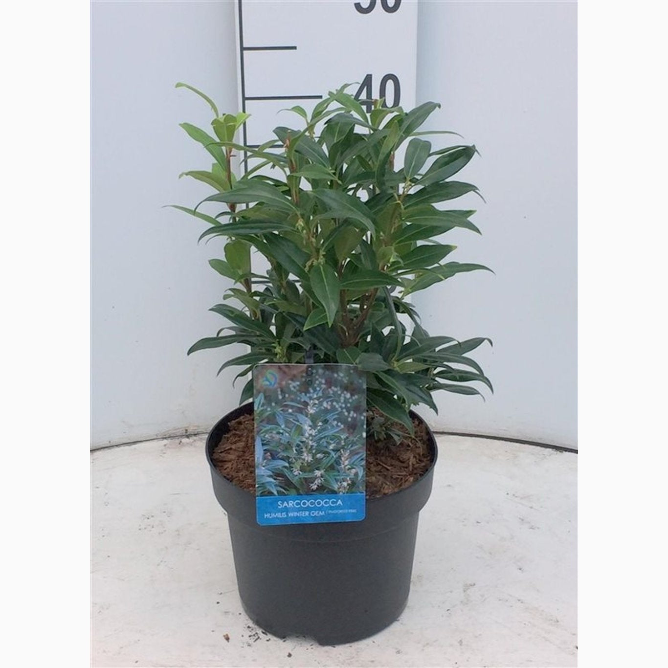 Sötbärsmyrten – Sarcococca hookeriana Winter Gem - C4 40-50 CM